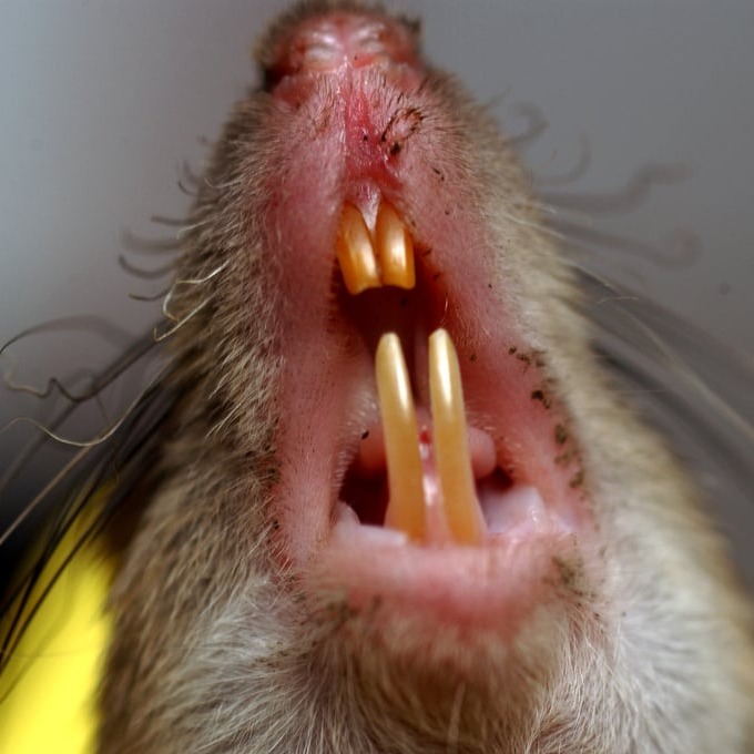 Дератизация крыс в Ужгороде?